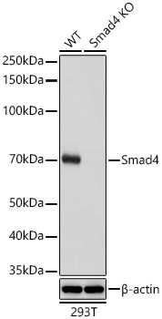 [KO Validated] Smad4 Rabbit mAb