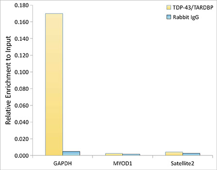 TDP-43/TARDBP Rabbit mAb