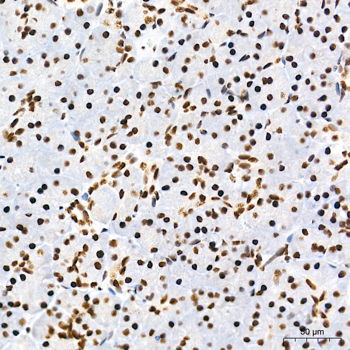 TDP-43/TARDBP Rabbit mAb