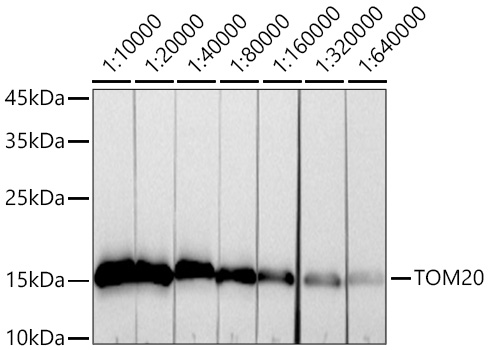 TOM20 Rabbit mAb