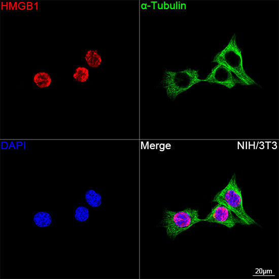 [KO Validated] HMGB1 Rabbit mAb