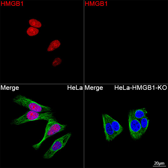 [KO Validated] HMGB1 Rabbit mAb