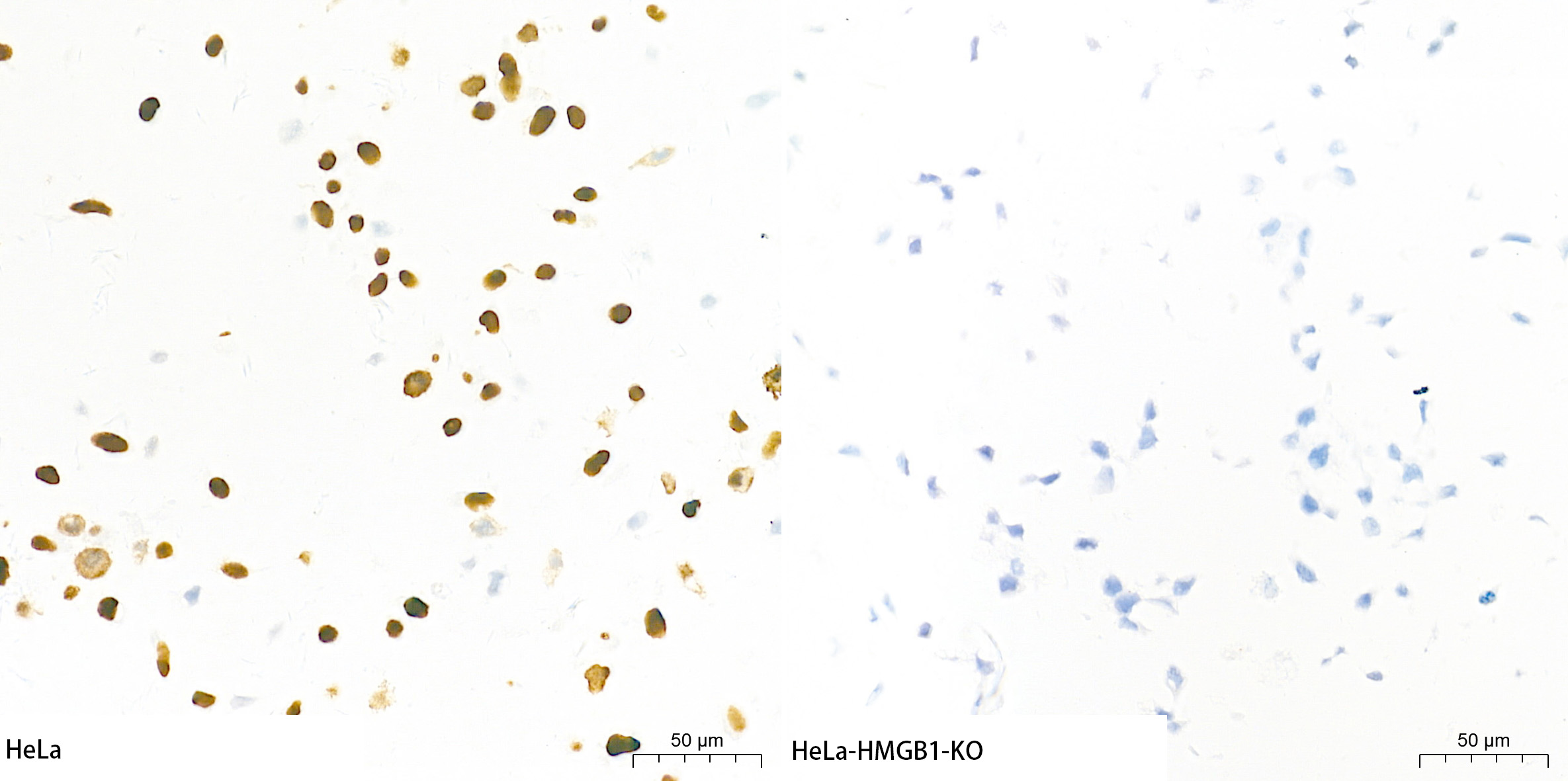 [KO Validated] HMGB1 Rabbit mAb