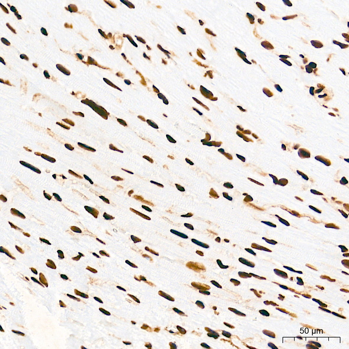 [KO Validated] HMGB1 Rabbit mAb