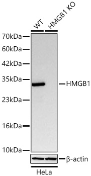 [KO Validated] HMGB1 Rabbit mAb