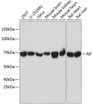 AIF Rabbit mAb