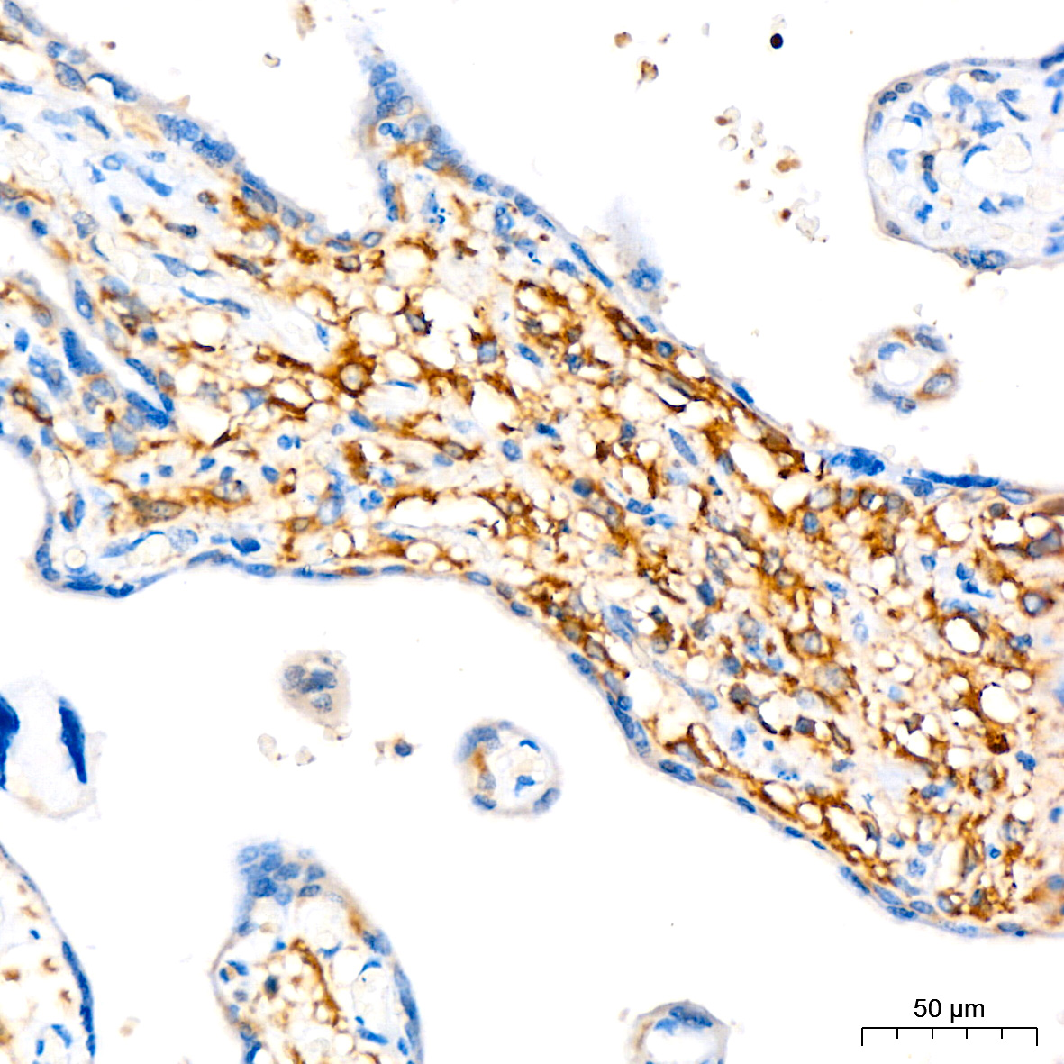 ATG3 Rabbit mAb