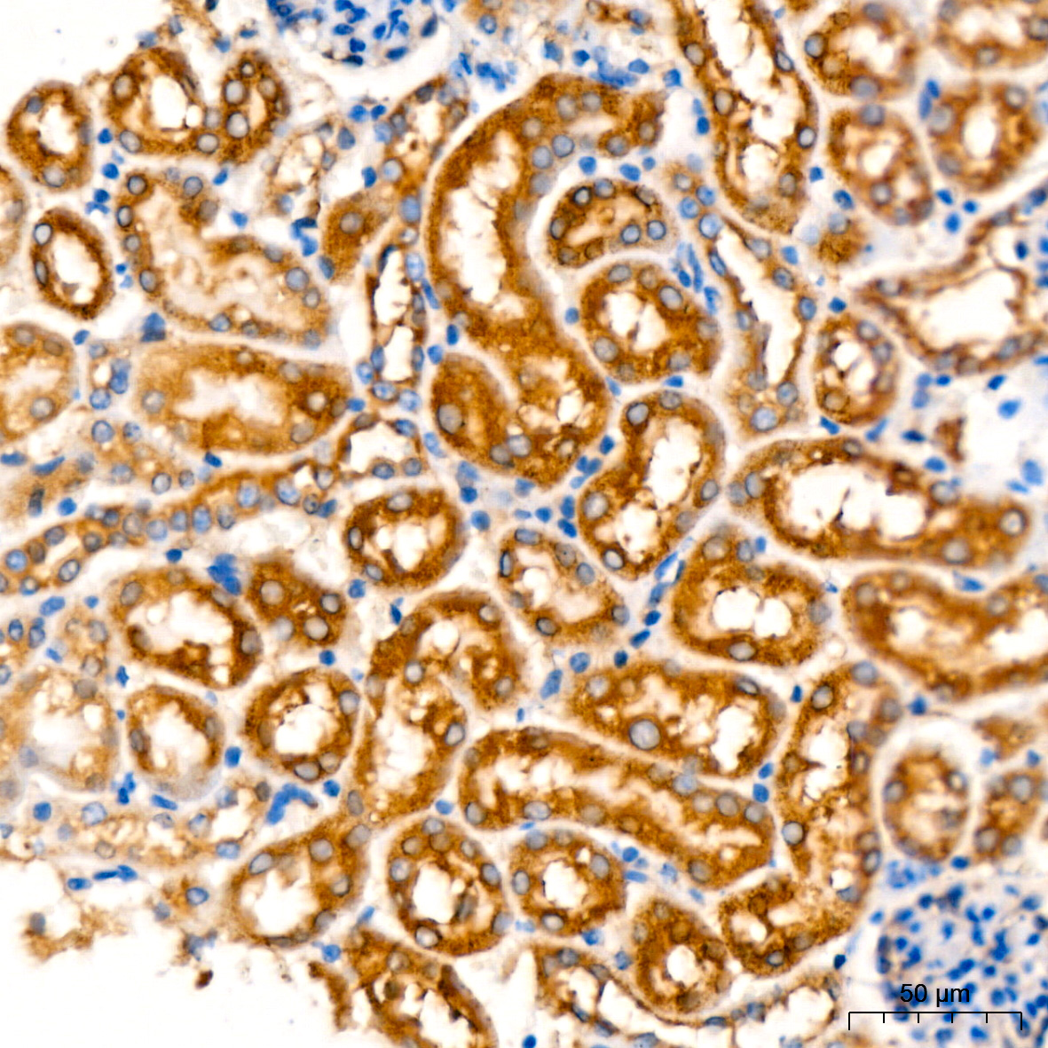 ATG3 Rabbit mAb