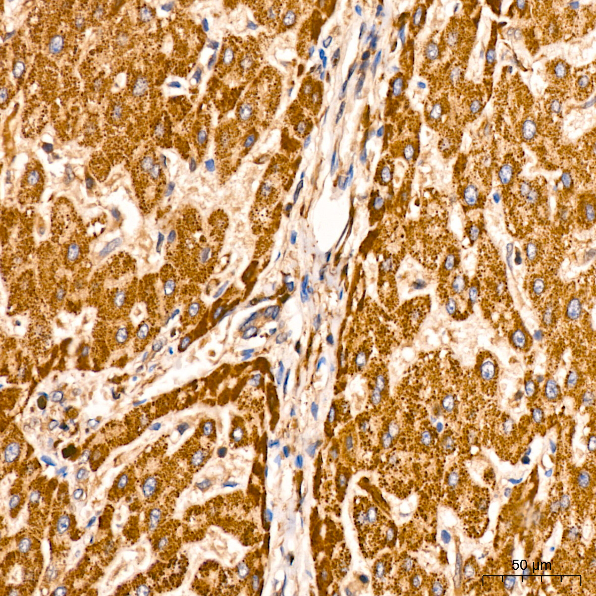 ATG3 Rabbit mAb