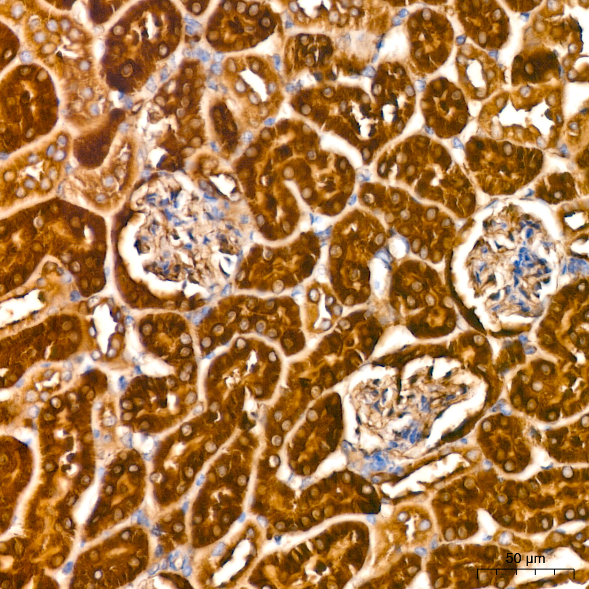 ATG3 Rabbit mAb