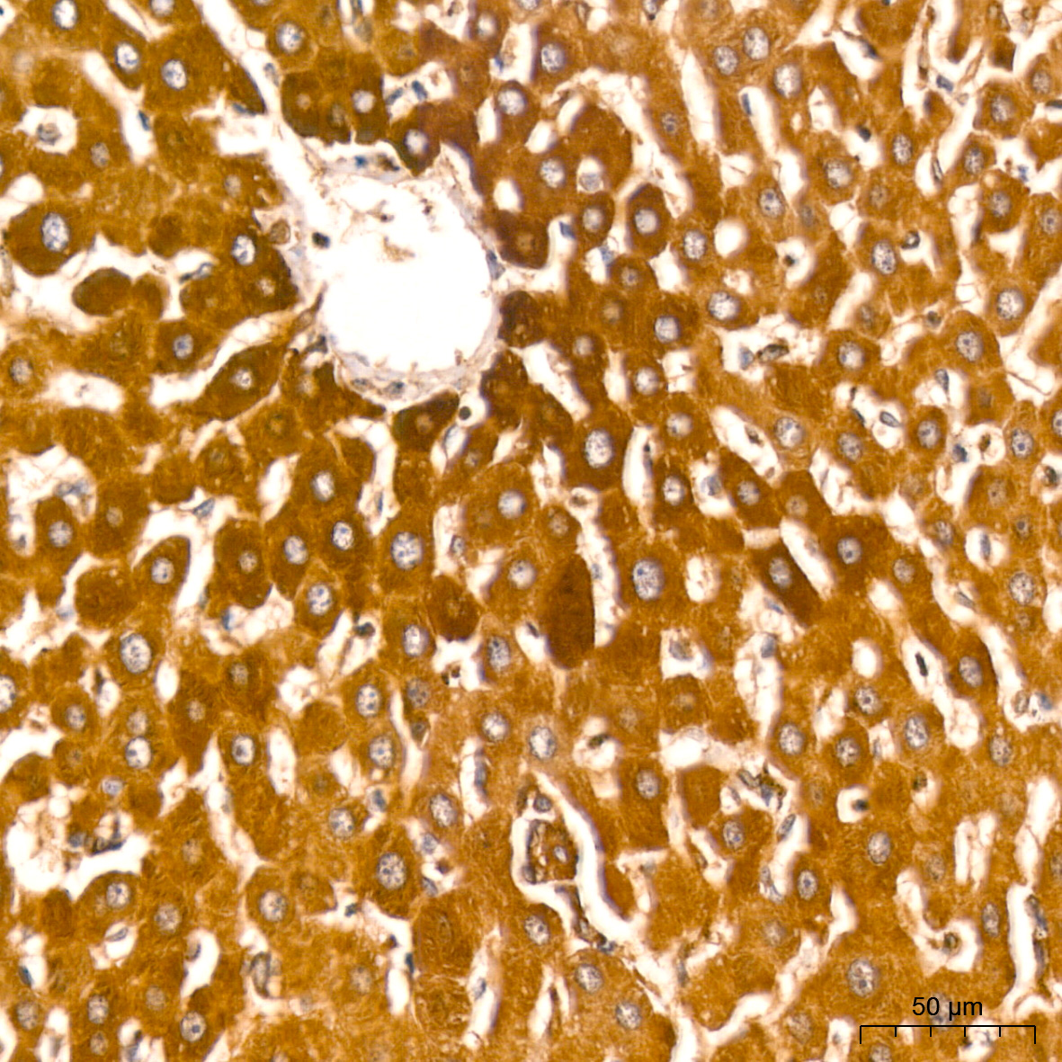 ATG3 Rabbit mAb