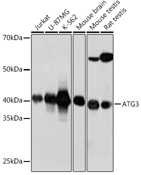 ATG3 Rabbit mAb