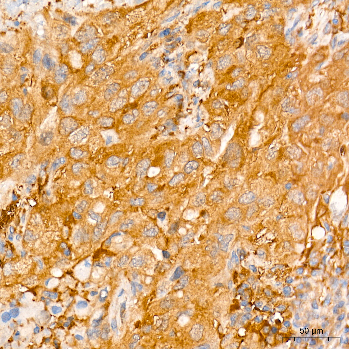 [KD Validated] ATG7 Rabbit mAb