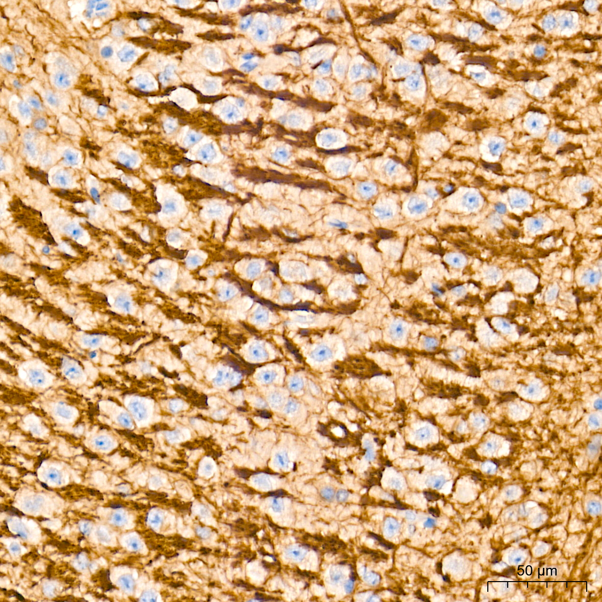 [KD Validated] ATG7 Rabbit mAb