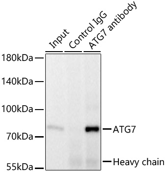 [KD Validated] ATG7 Rabbit mAb