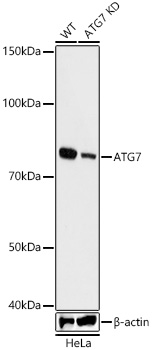 [KD Validated] ATG7 Rabbit mAb