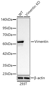 [KD Validated] Vimentin Rabbit mAb