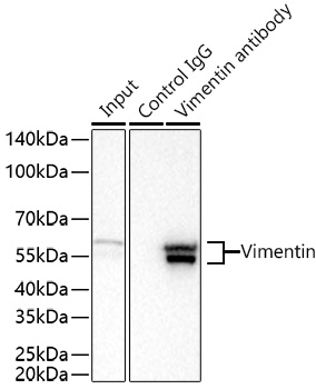 [KD Validated] Vimentin Rabbit mAb