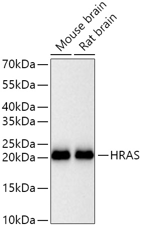 HRAS Rabbit mAb