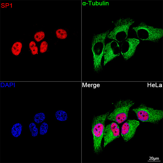 SP1 Rabbit mAb