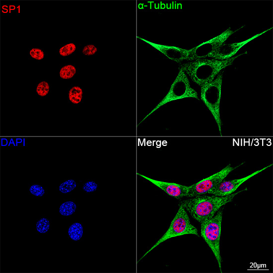 SP1 Rabbit mAb