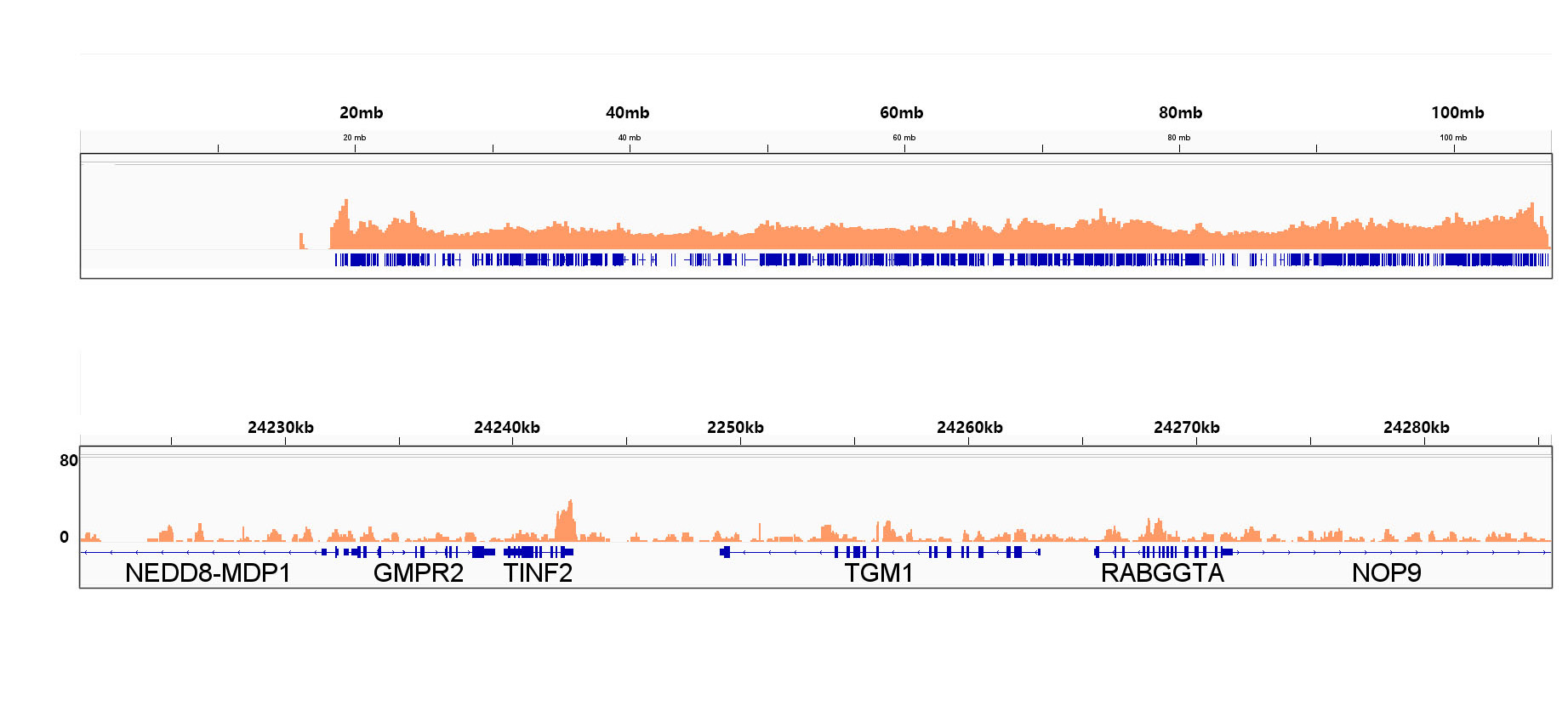 SP1 Rabbit mAb