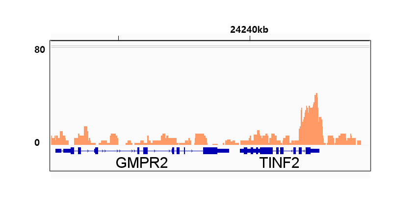 SP1 Rabbit mAb