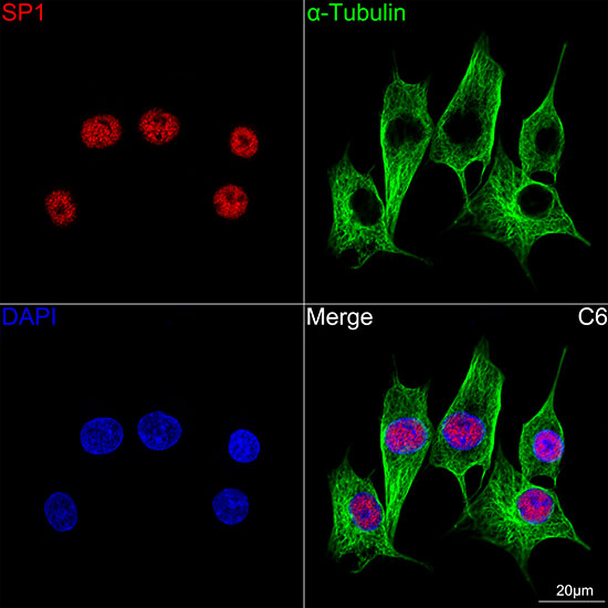 SP1 Rabbit mAb