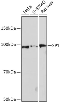SP1 Rabbit mAb