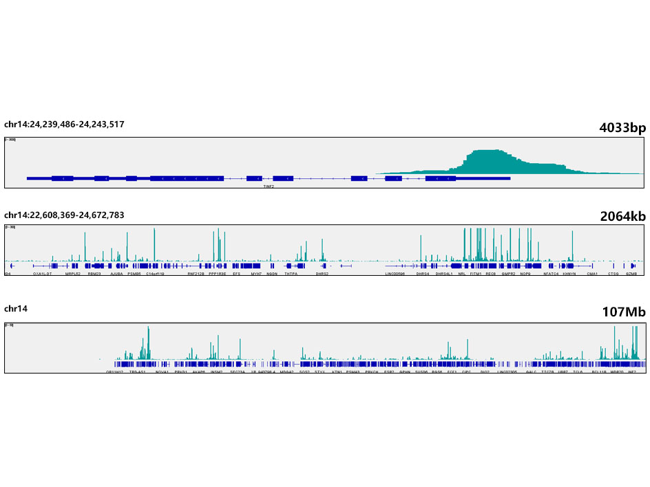 SP1 Rabbit mAb