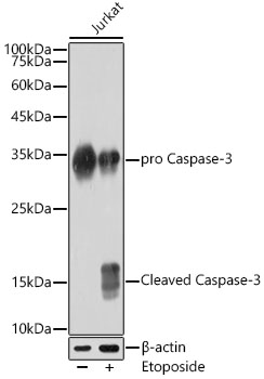 [KO Validated] Caspase-3 Rabbit mAb