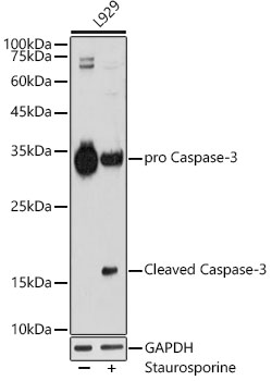 [KO Validated] Caspase-3 Rabbit mAb