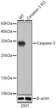 [KO Validated] Caspase-3 Rabbit mAb