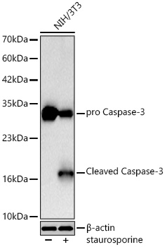 [KO Validated] Caspase-3 Rabbit mAb