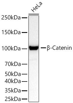 [KO Validated] β-Catenin Rabbit mAb