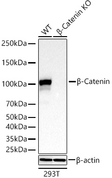 [KO Validated] β-Catenin Rabbit mAb