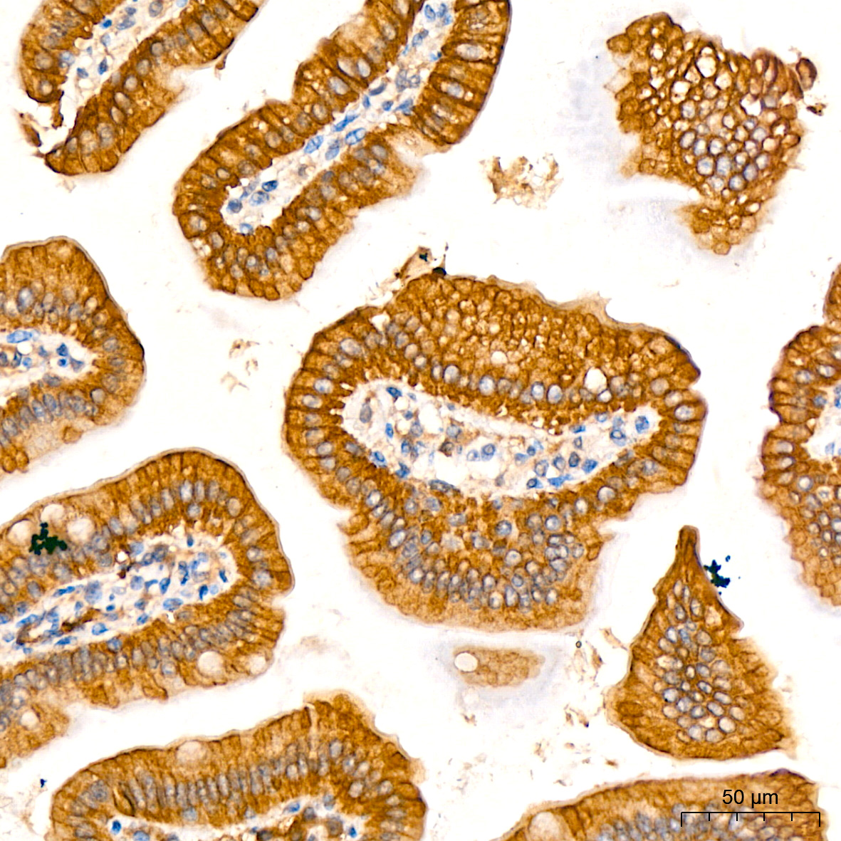 [KO Validated] ATG5 Rabbit mAb