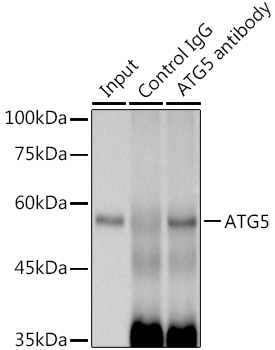 [KO Validated] ATG5 Rabbit mAb
