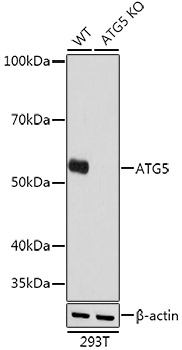 [KO Validated] ATG5 Rabbit mAb