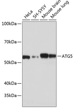 [KO Validated] ATG5 Rabbit mAb