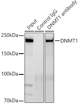 [KD Validated] DNMT1 Rabbit mAb