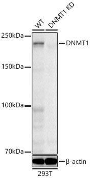 [KD Validated] DNMT1 Rabbit mAb
