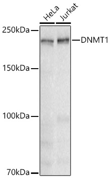 [KD Validated] DNMT1 Rabbit mAb