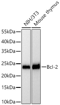 [KD Validated] Bcl-2 Rabbit mAb