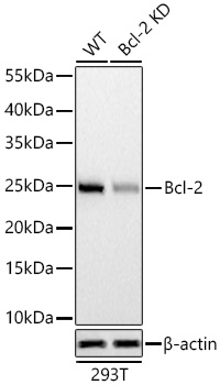 [KD Validated] Bcl-2 Rabbit mAb