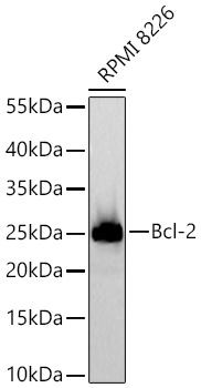 [KD Validated] Bcl-2 Rabbit mAb