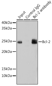 [KD Validated] Bcl-2 Rabbit mAb