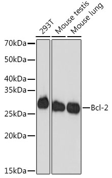 Bcl-2 Rabbit mAb