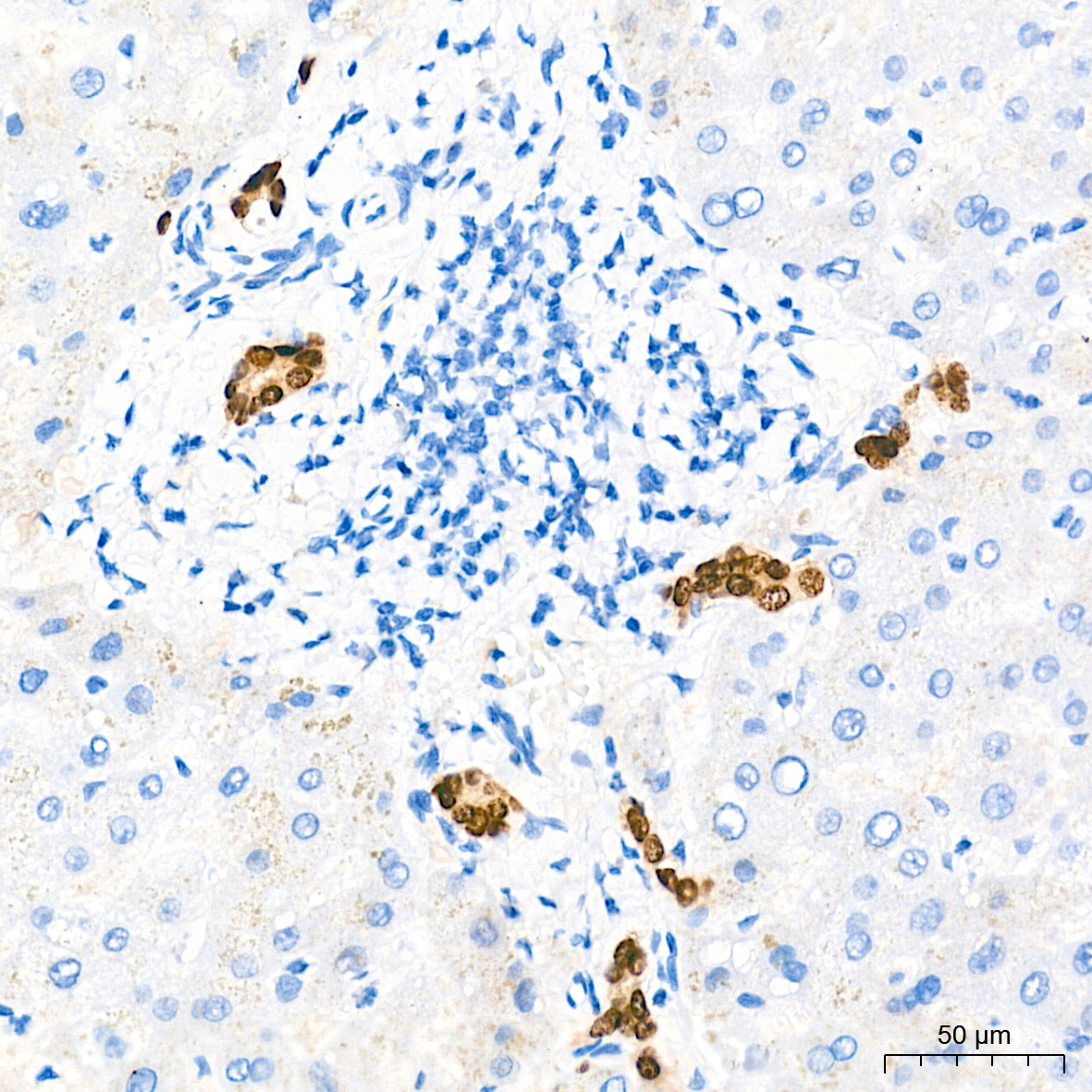 SOX9 Rabbit mAb