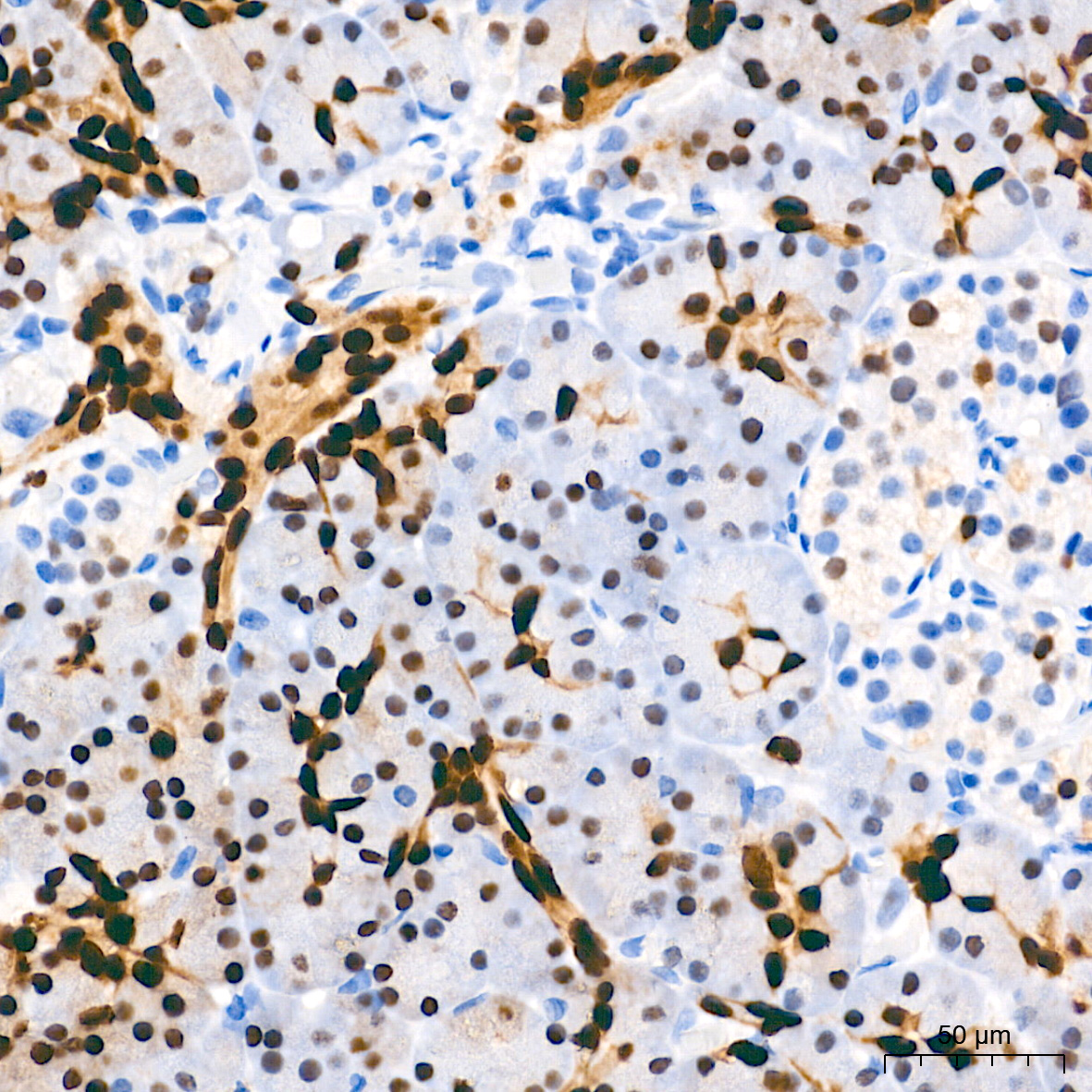 SOX9 Rabbit mAb